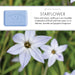 Starflower Soap Bar - 25g, 150g, 250g