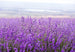 Maison French Lavender Blossoms